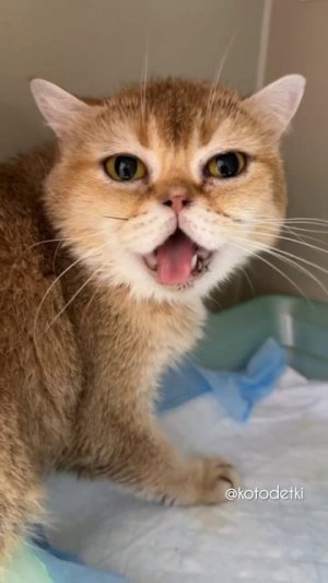 Как вы думаете-это спасение?!
Забрали у разведенцев трех кошек