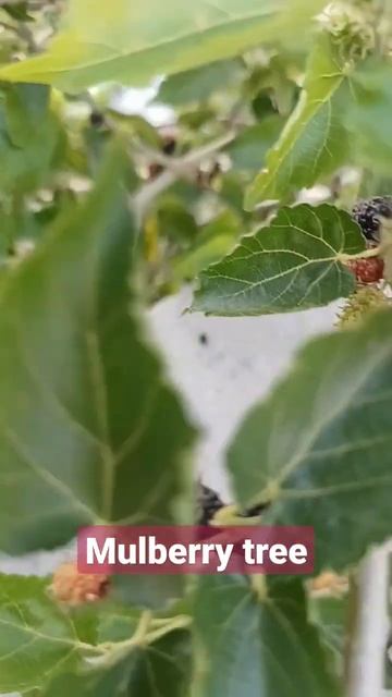 mithe mithe shehtoot mulberries #youtubeshorts #viral #shortvideo #trending #mulberries смотреть онлайн