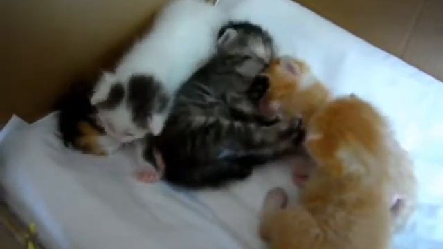 5 серия. Нашим котятам две недели смотреть онлайн