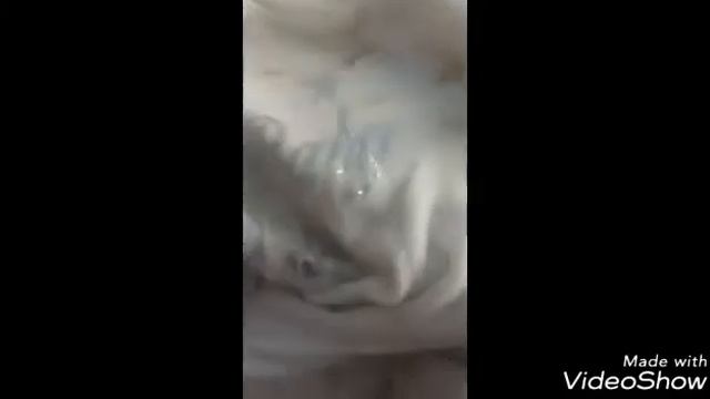 Видео-отзыв о пятновыводителе PROUVE. смотреть онлайн