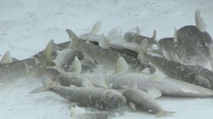 Рыбалка на Камчатке 2025! Ее здесь косят все! Ловля корюшки в Охотском море!