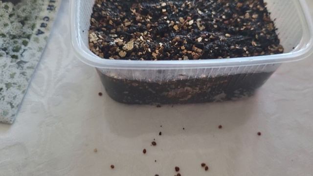 СЕЮ АЛИССУМ ТОЛЬКО ТАК!ЦВЕТОК ДЛЯ АРРМАТНОГО САДА смотреть онлайн