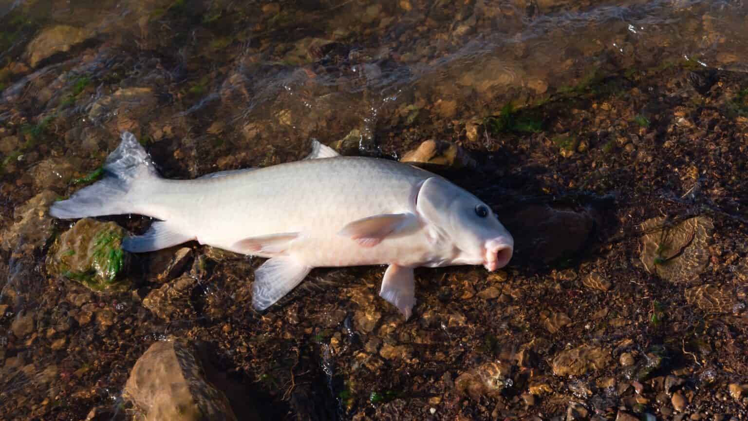 РР4: Ахтуба —буффало. Русская Рыбалка 4 (82 серия) смотреть онлайн