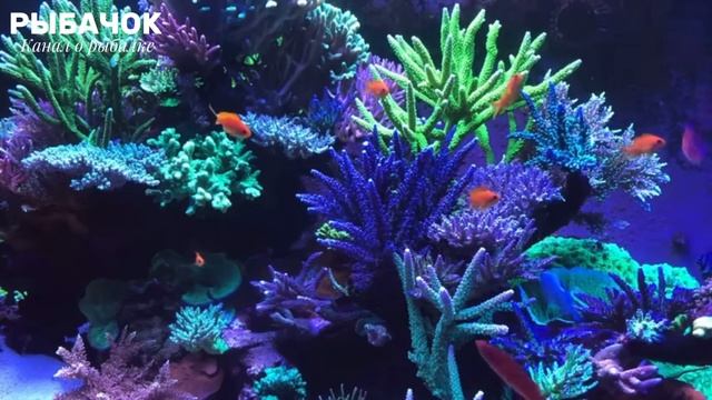 Заставка для телевизора живые обои аквариум смотреть онлайн