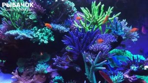 Заставка для телевизора живые обои аквариум