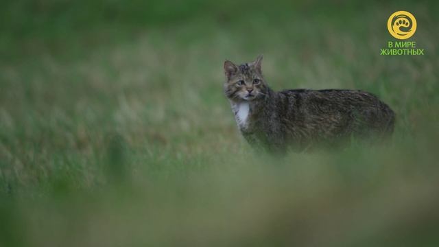Дикие кошки. Анонс. Канал В Мире Животных смотреть онлайн