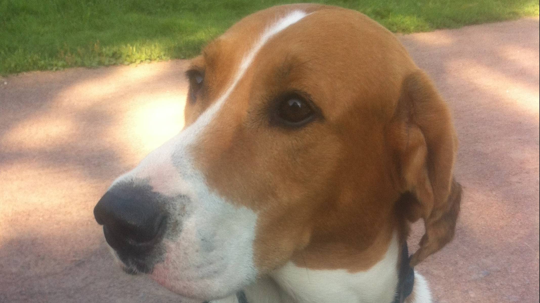 Русская пегая гончая Гром.