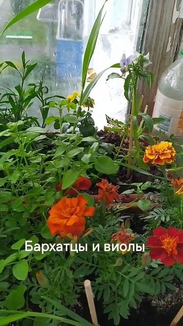 Бархатцы и виолы смотреть онлайн