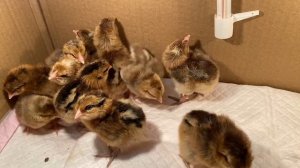 Инкубация- Недогрев!