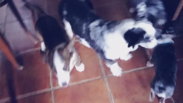 ТАКОГО НЕ ПОКАЖЕТ НИ ОДИН БЛОГЕР 😱🐾 смотреть онлайн