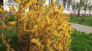 Форзиция промежуточная Голдзаубер