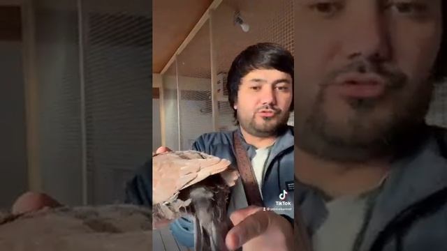 Голуби Питомника Принц смотреть онлайн