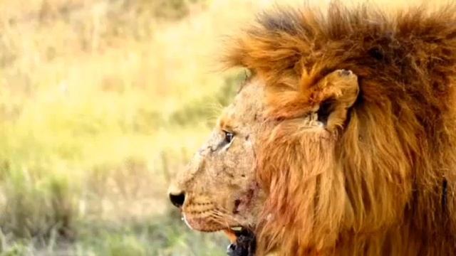 injuries of a dominant male lion after fight смотреть онлайн