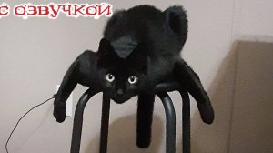 СМЕШНОЕ ВИДЕО 🤩❤️ Смешные видео про животных🤩Приколы с животными🤩Наши любимые смешные животные🤩