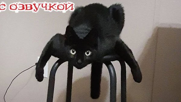 СМЕШНОЕ ВИДЕО 🤩❤️ Смешные видео про животных🤩Приколы с животными🤩Наши любимые смешные животные🤩