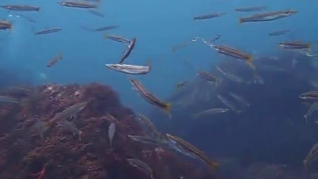 アカカマスの群れ смотреть онлайн