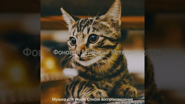 Звуки (Кошки)