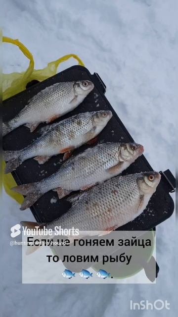 Если не гоняем зайца то ловим рыбу 🐟 🐟 🐟.#рыбалка #fishing #щука#охотасгончей #топ #hunting #tr смотреть онлайн