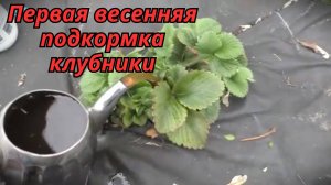 🍓 Первая подкормка клубники весной – что важно знать?