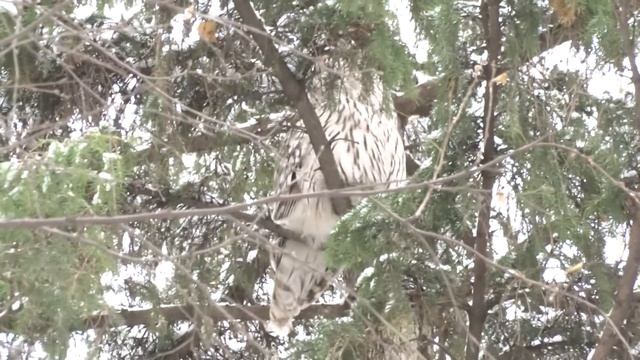 неясыть смотреть онлайн