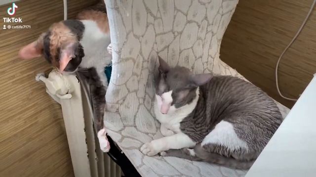 Кошачья лапа смерти | Death Cat's Paw смотреть онлайн