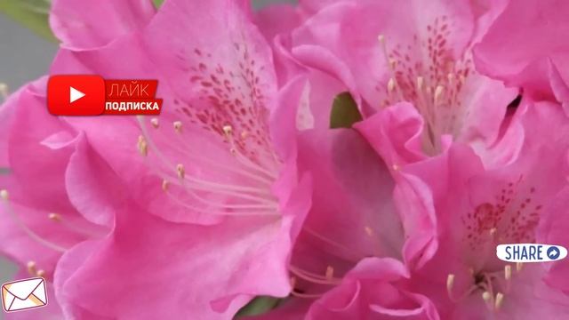 Выметайтесь! - закричала жена мужу и родной матери. Забудьте сюда дорогу, вы мне больше... смотреть онлайн
