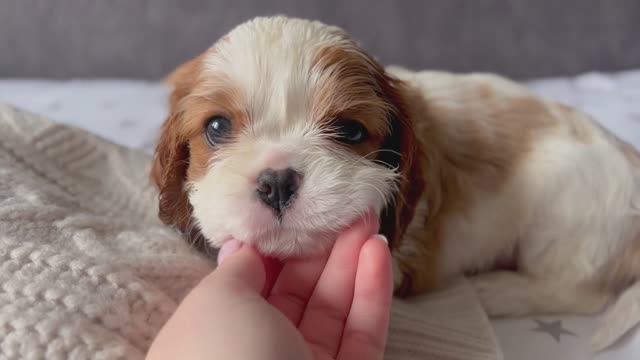 Очаровательные кавалеры💗🐶