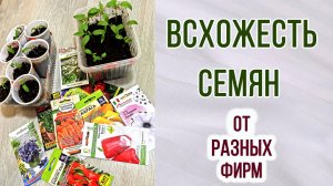 Проверяем семена. Всхожесть семян от разных фирм. Какие семена лучше. От каких откажусь. Всходы.