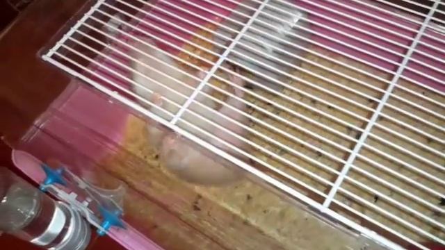 Хомяк на тренировке