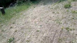 просо с люцерной. бинарный посев