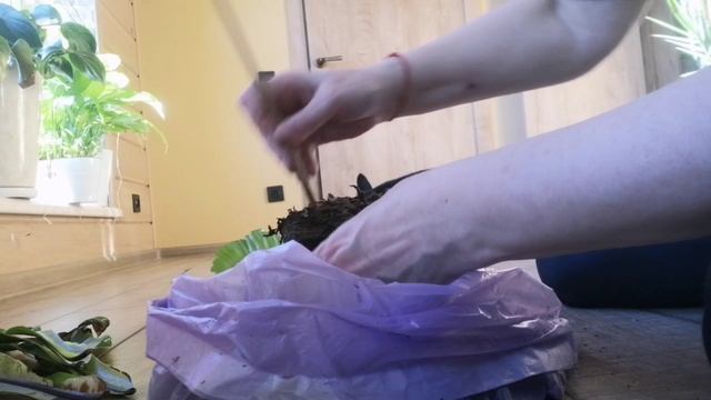 Печалька с Папоротником Асплениум Нидус! Разбираемся! Пересаживаю! смотреть онлайн