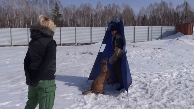 Мали Флайт Зайтэ на площадке Кинологического центра "Барс" смотреть онлайн