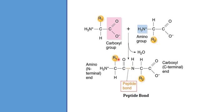 Amino Acids & Protein | Peptide Bond | Structure of Protein | Biology Class 11/NEET смотреть онлайн