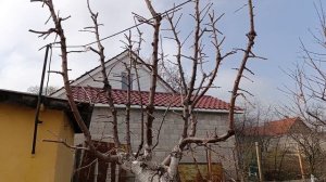 Как из пня получилась современная формировка черешни.