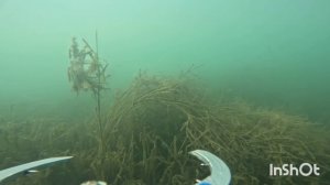 Окунь весной