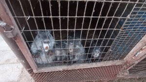 Каша не пригорела - это радует. Сено сегодня только для молодёжи. 13.03.2025