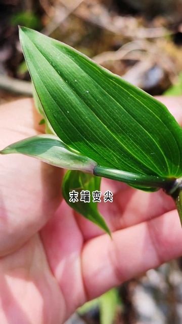 万寿竹 Nageia nagi#biology #garden #botany смотреть онлайн