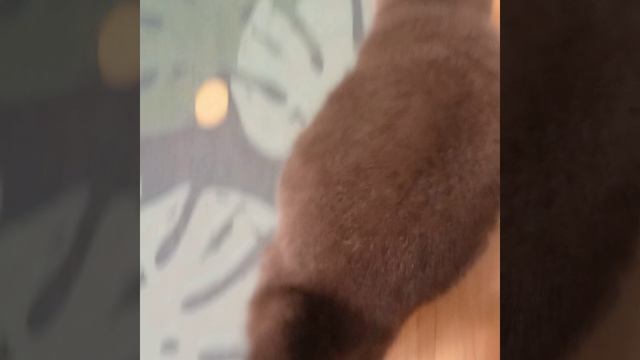 кошка shorts (29 часть)