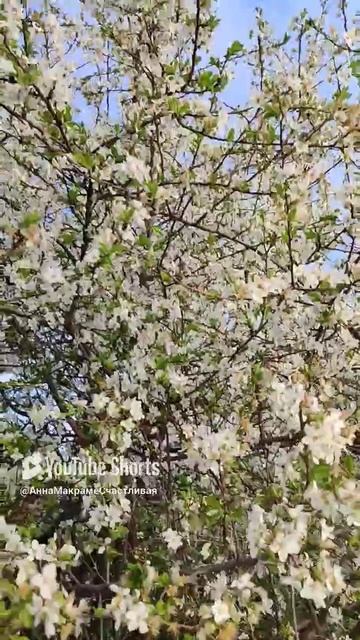 каштаны, абрикосы, персики расцветают