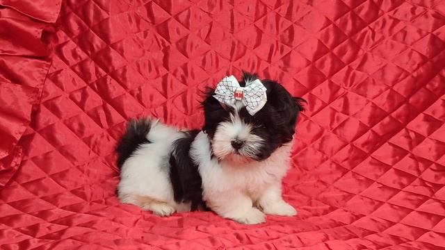 Мальтийский Ши-тцу