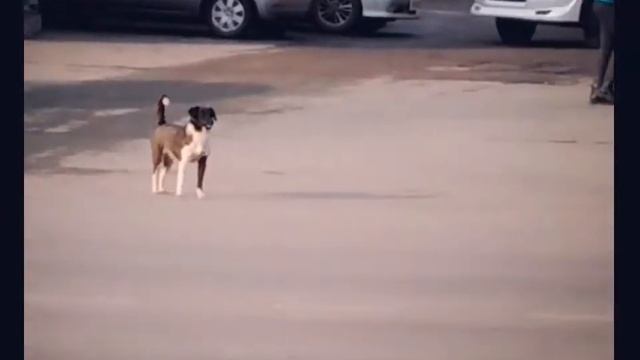 Умные бродячие собаки