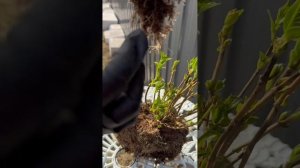 Пересаживаем гортензию Таблетенсия