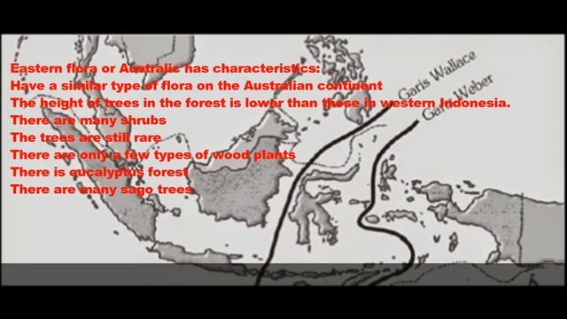 FLORA AND FAUNA IN INDONESIA смотреть онлайн