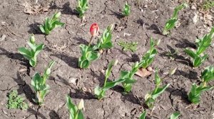 Тюльпан Ай то Холланд