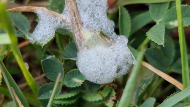 Primi Adulti Di Philaenus Spumarius A Casarano [4/4/2021]