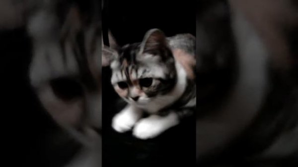 Сап двач мур мур мур я ланповая няша