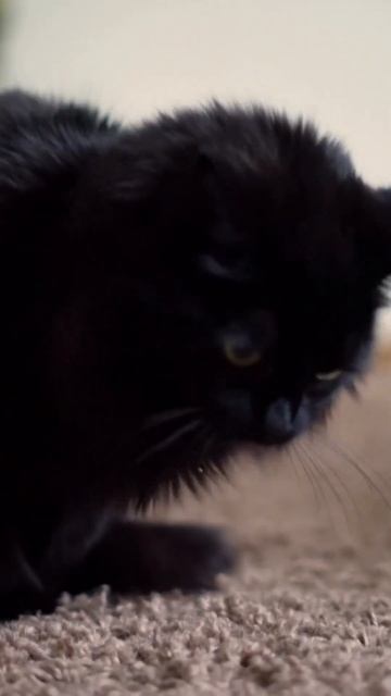 Kucing muntah terus menerus part6#shorts смотреть онлайн