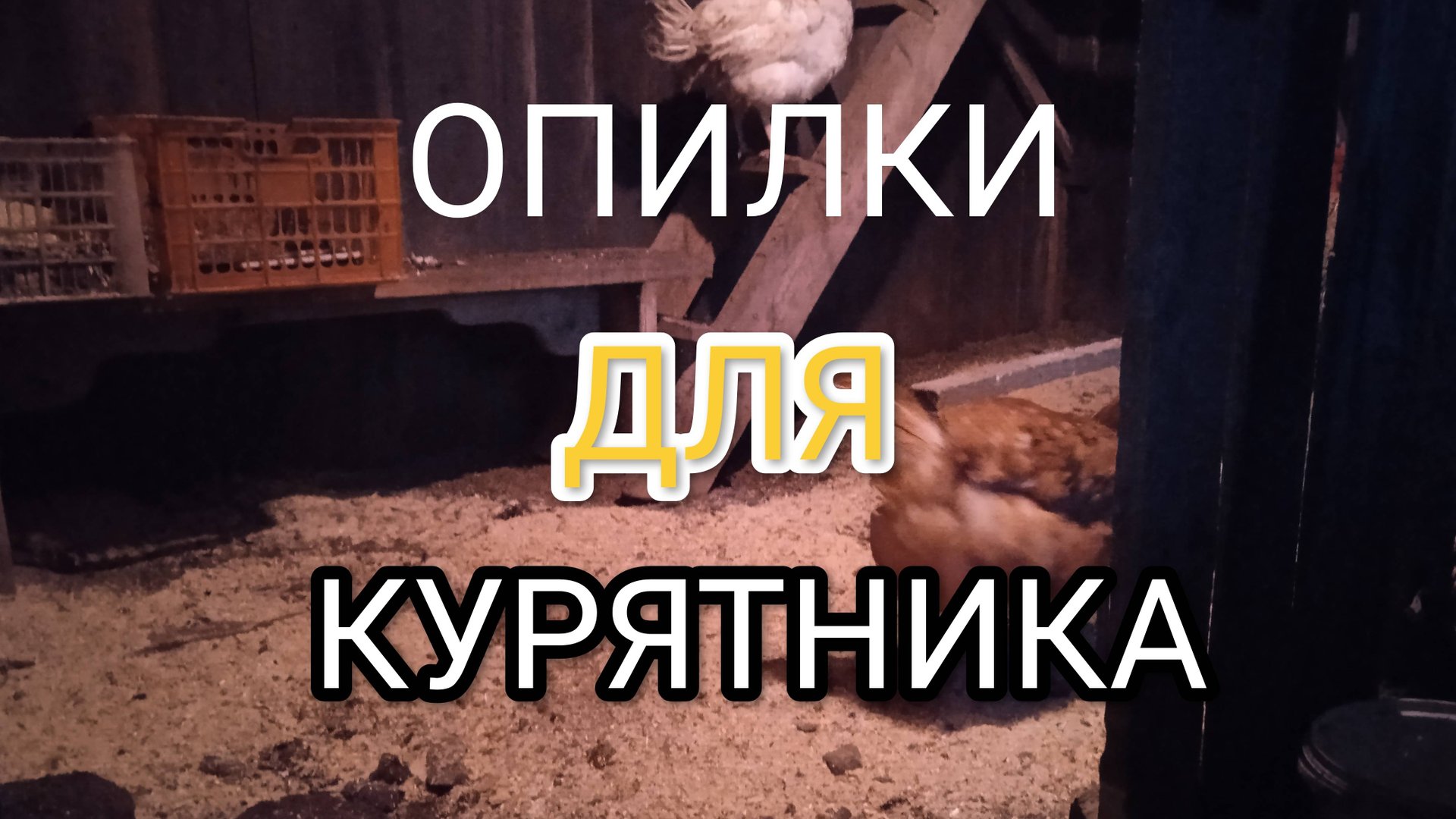 Куры-несушки. Не забывайте менять в курятнике подстилку, иначе куры могут заболеть смотреть онлайн