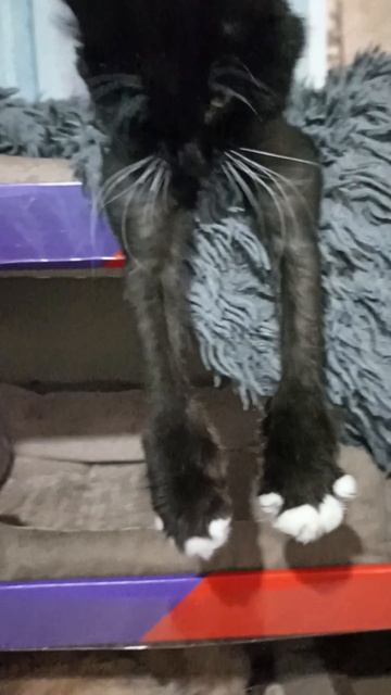 Маркиз младший.mp4