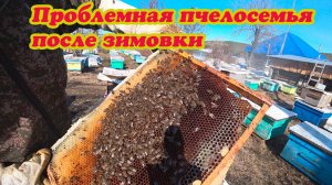 ПРОБЛЕМНАЯ  ПЧЕЛОСЕМЬЯ В ПОЙМАННОЙ ЛОВУШКЕ, ВСКРЫВАЮ ПО РАМОЧНО И ПЕРЕСАЖИВАЮ.